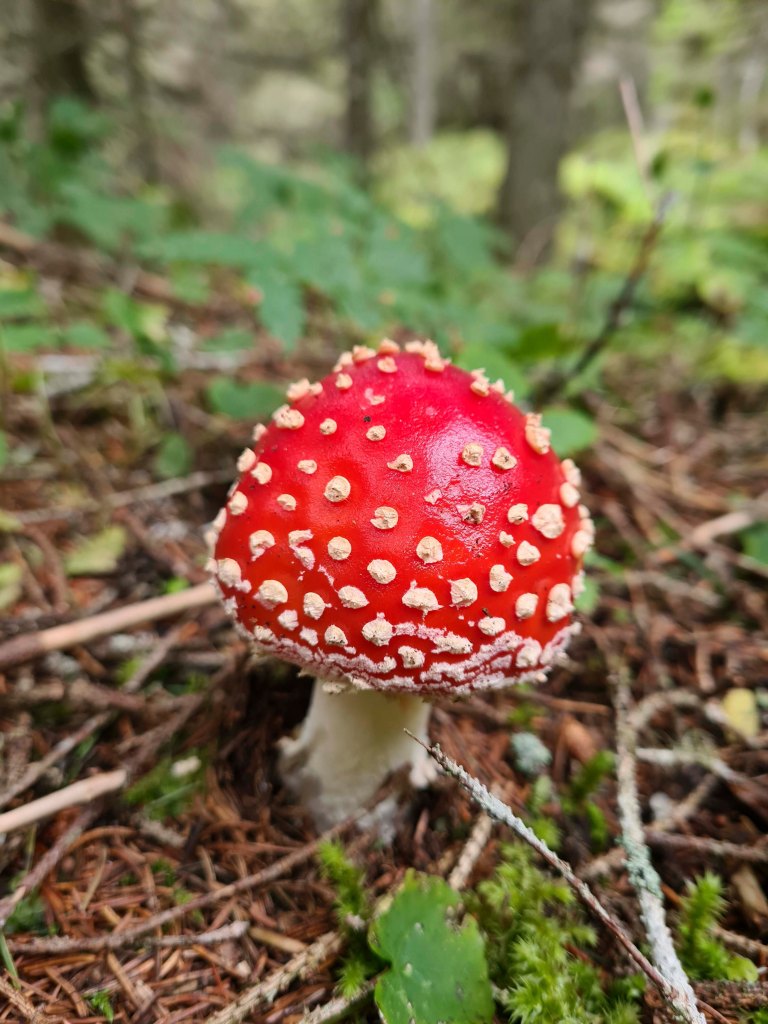 Un fungo velenoso con un cappello rosso vivace e puntini bianchi, cresciuto nel bosco tra la vegetazione.