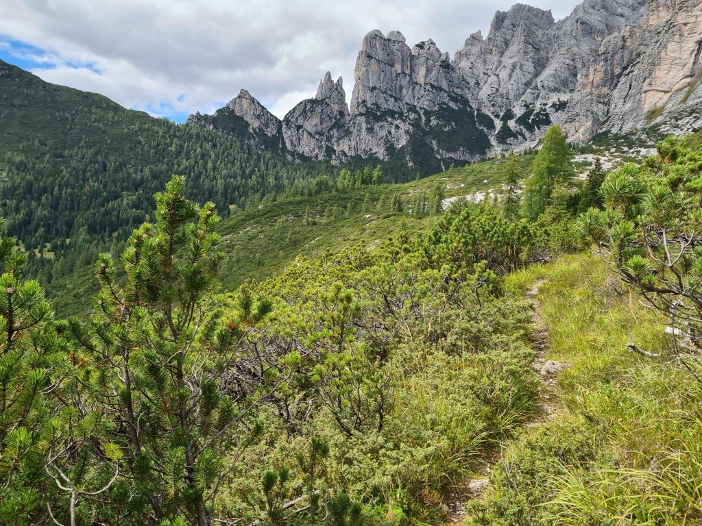 Sentiero montano circondato da conifere e paesaggio montano con picchi rocciosi sullo sfondo.