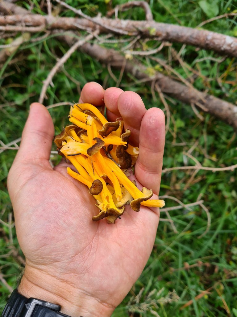Una mano che tiene funghi color arancione-giallo su uno sfondo di erba e rami.