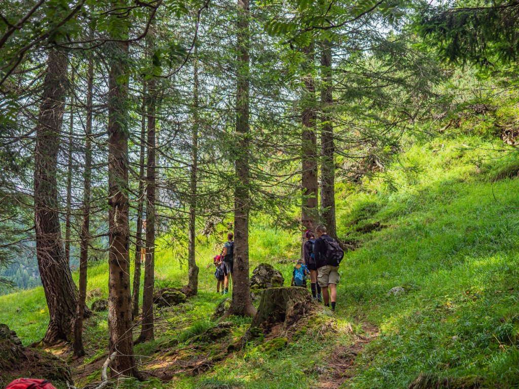Gruppo di escursionisti che camminano in un bosco di conifere, circondati da alberi e vegetazione verde.